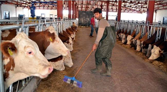 Hayvancılık işletmelerine tarımsal elektrik tarifesi