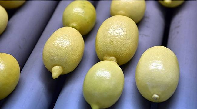 Rusya'ya bir ayda yapılan limon ihracatı 10 milyon doları aştı