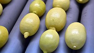 Rusya'ya bir ayda yapılan limon ihracatı 10 milyon doları aştı