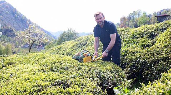Okan Buruk Rize'de Çay Bahçesinde Çay Topladı