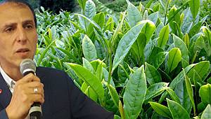 Saadet Partisi Rize İl Başkanı Av. Kaçar: "Yüzde 15'lik Çay Zammı Sektörü Bir Nebze Rahatlatır"