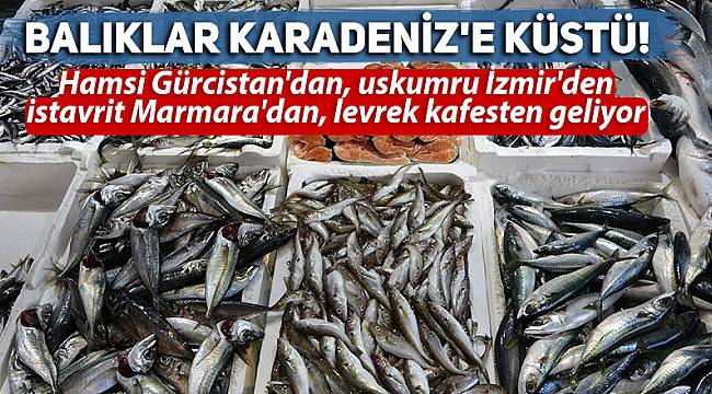Balıklar Karadeniz'e küstü!