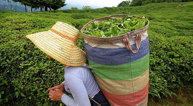Çay Üreticileri İçin Seyahat İzin Belgesi Başvuruları Başladı