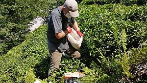 Çay Üreticileri Bu Kez Gübreleme İçin Çay Bahçesine Girdi