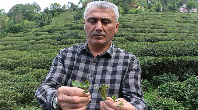 Çay Üreticilerinden 'çayda Budama' İşlemine Tepki